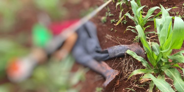 Asesinan a un hombre en una chacra de San Luis del Paraná