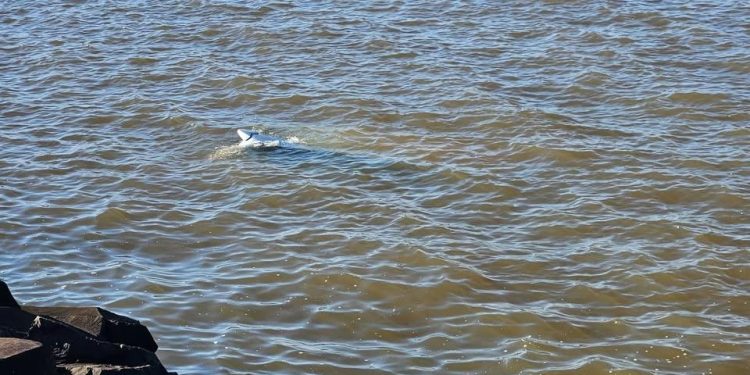 Automóvil cae al subembalse Quiteria: conductor logra salir ileso