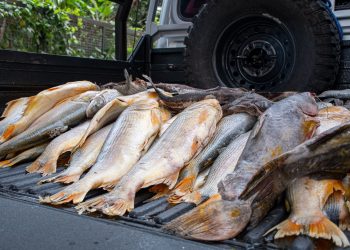 MADES decomisa pescado en procedimientos