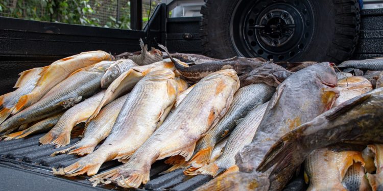 MADES decomisa pescado en procedimientos