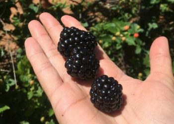 La exitosa producción familiar y orgánica de zarzamoras en Pirayú