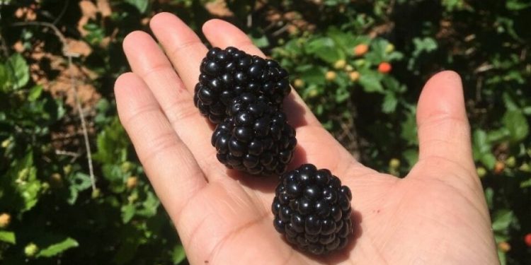 La exitosa producción familiar y orgánica de zarzamoras en Pirayú