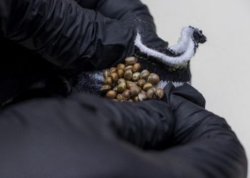 Detectan tres encomiendas con marihuana de alta potencia procedentes de Estados Unidos