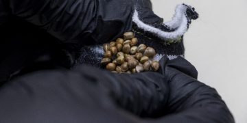 Detectan tres encomiendas con marihuana de alta potencia procedentes de Estados Unidos