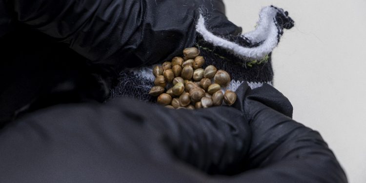 Detectan tres encomiendas con marihuana de alta potencia procedentes de Estados Unidos