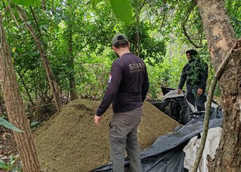 Eliminan más de 8 toneladas de marihuana en operativo rural en Concepción