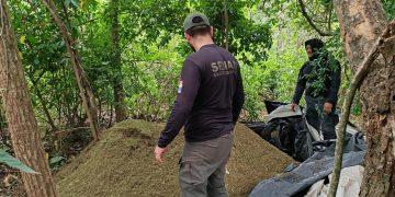 Eliminan más de 8 toneladas de marihuana en operativo rural en Concepción