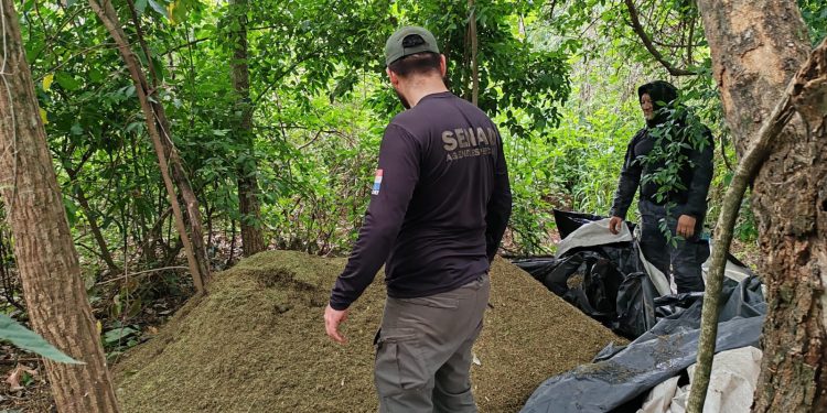 Eliminan más de 8 toneladas de marihuana en operativo rural en Concepción