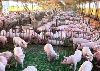 Sector porcino proyecta más de USD 500 millones en inversiones