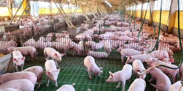Sector porcino proyecta más de USD 500 millones en inversiones
