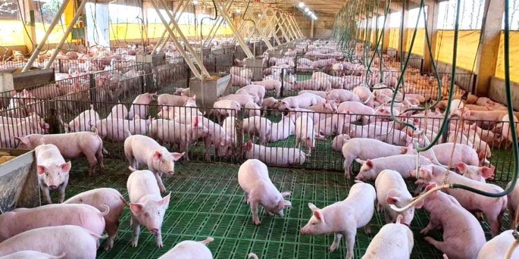 Sector porcino proyecta más de USD 500 millones en inversiones