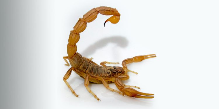 Recomiendan poner hielo sobre la herida de inmediato ante picadura de alacrán