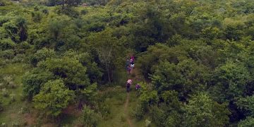 Incautación de 800 kilos de marihuana en Kambá Rembé