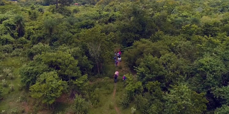 Incautación de 800 kilos de marihuana en Kambá Rembé