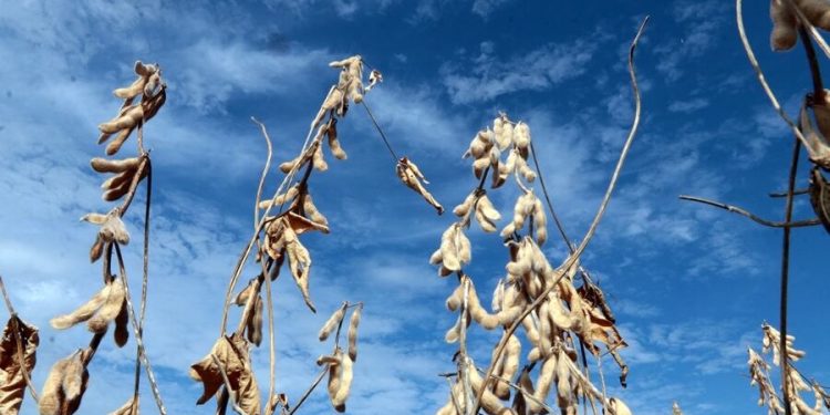 Vaticinan una «Niña de intensidad moderada» para el sector productivo