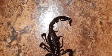 Ojo con el alacrán: Salud recomienda precaución para evitar picaduras