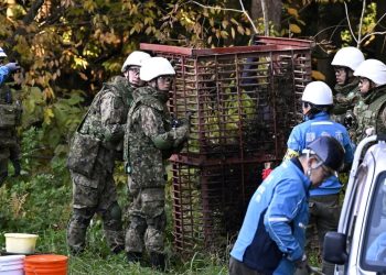 Más de 10 muertos por ataques de osos hacen que Japón despliegue a su Ejército