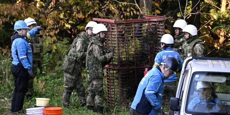 Más de 10 muertos por ataques de osos hacen que Japón despliegue a su Ejército