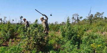 «Nueva Alianza 53» dejó fuera de circulación casi 1.000 toneladas de marihuana en 10 días