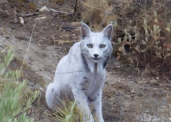 Histórico avistamiento de un lince ibérico «blanco» en España