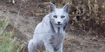 Histórico avistamiento de un lince ibérico «blanco» en España
