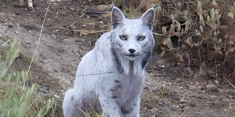 Histórico avistamiento de un lince ibérico «blanco» en España