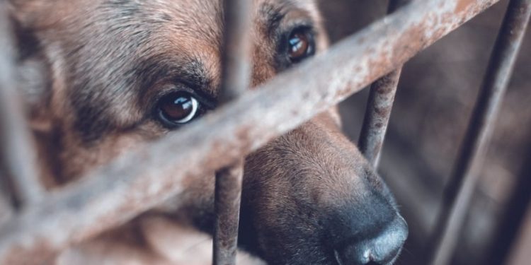 Imputan a una mujer por supuesto envenenamiento de 9 perros y 2 gatos