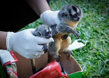 Rescatan a monitos silvestres y detienen a dos personas