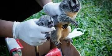 Rescatan a monitos silvestres y detienen a dos personas