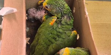 Detienen a un brasileño y rescatan a tres papagayos en Puente de la Amistad