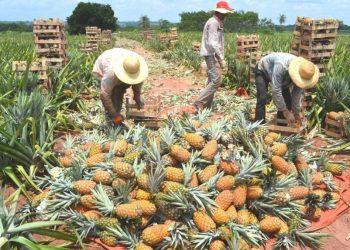 Piña paraguaya a Argentina y en 2026 buscará conquistar mercados de Chile y Uruguay