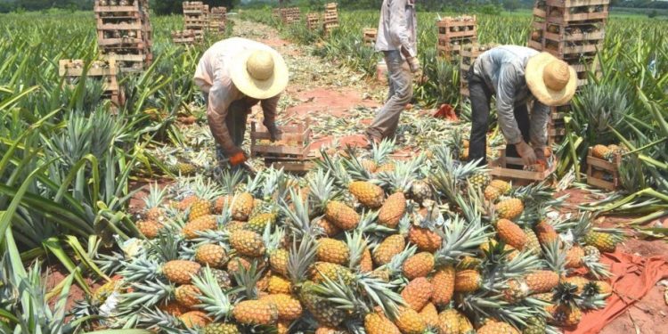 Piña paraguaya a Argentina y en 2026 buscará conquistar mercados de Chile y Uruguay