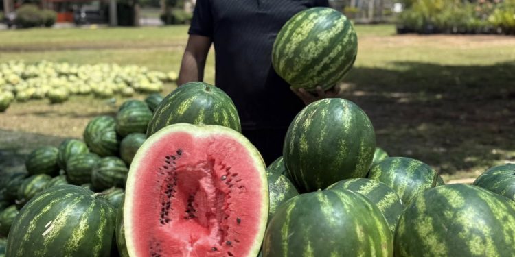 Productores de San Pedro celebran aumento de la demanda de sandía