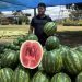Productores de San Pedro celebran aumento de la demanda de sandía