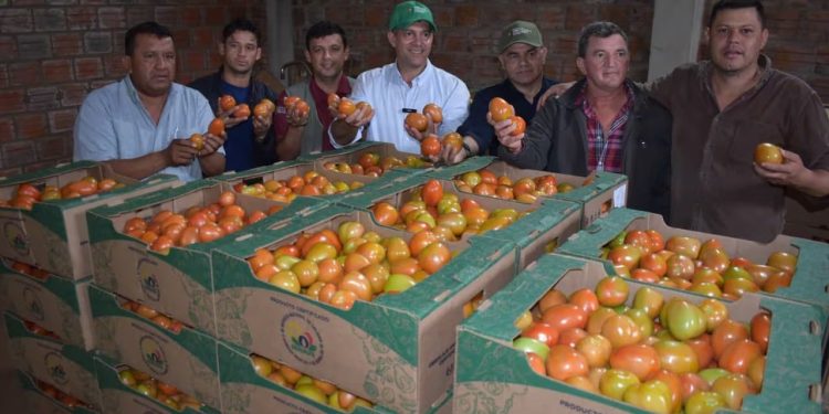Una buena planificación y trabajar con productores reales, clave para exportar tomates a Argentina