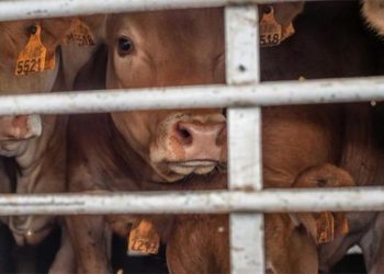 Exportar animales vivos, un «riesgo innecesario», afirman