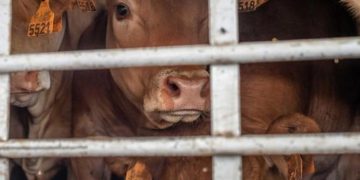 Exportar animales vivos, un «riesgo innecesario», afirman