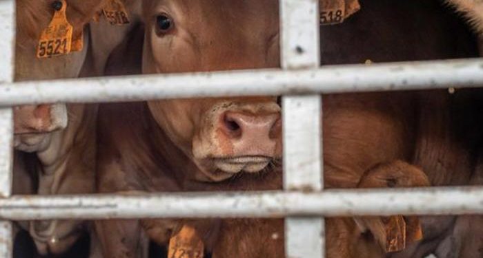 Exportar animales vivos, un «riesgo innecesario», afirman