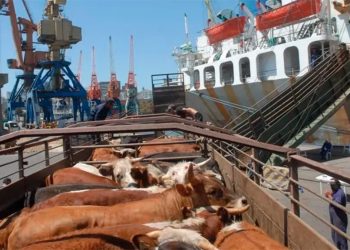 Buque con 2.901 vacas regresa a Uruguay desde Turquía tras un un mes de viaje