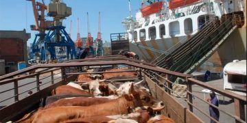 Buque con 2.901 vacas regresa a Uruguay desde Turquía tras un un mes de viaje