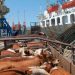 Buque con 2.901 vacas regresa a Uruguay desde Turquía tras un un mes de viaje