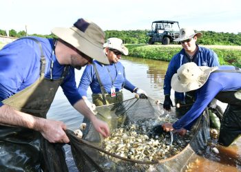 Fuertes sanciones contempladas para quienes no respeten veda pesquera
