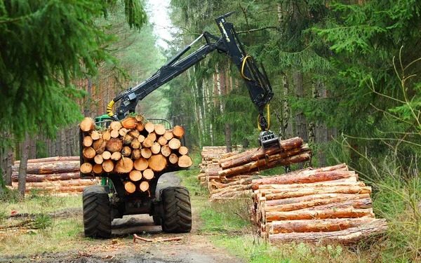 Madereros apuntan a superar la barrera de los USD 100 millones en 2026