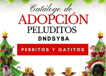 Defensa Animal invita a adoptar a perros y gatos bajo su resguardo en estas fiestas