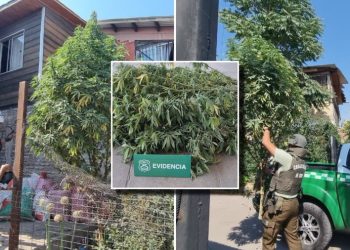 Operativo antidrogas termina con retiro de marihuana decorada como árbol navideño