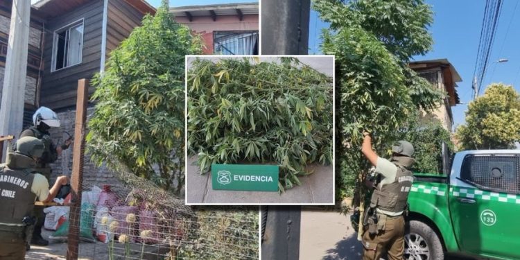 Operativo antidrogas termina con retiro de marihuana decorada como árbol navideño
