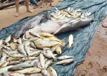 Vertido de desechos a río causa mortandad de peces en Itapé