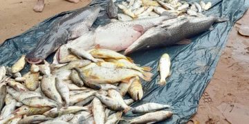 Vertido de desechos a río causa mortandad de peces en Itapé