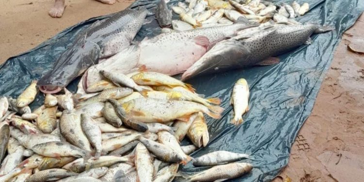Vertido de desechos a río causa mortandad de peces en Itapé
