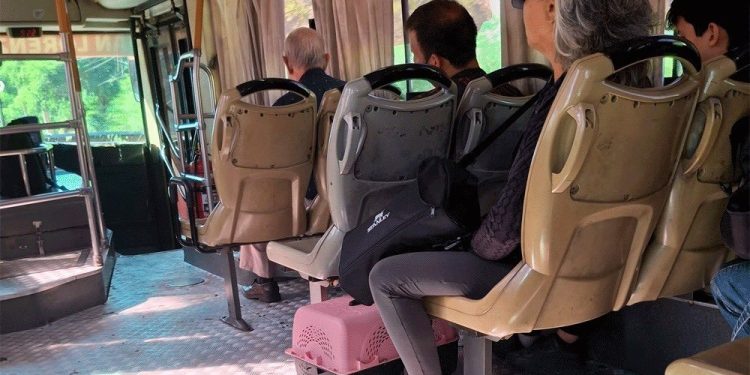 Mujer fue obligada a bajar del bus por llevar un gatito y la empresa le pidió disculpas